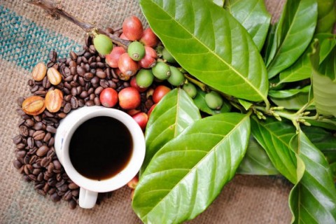 Different Types of Coffee Beans Explained – Ecooe Life